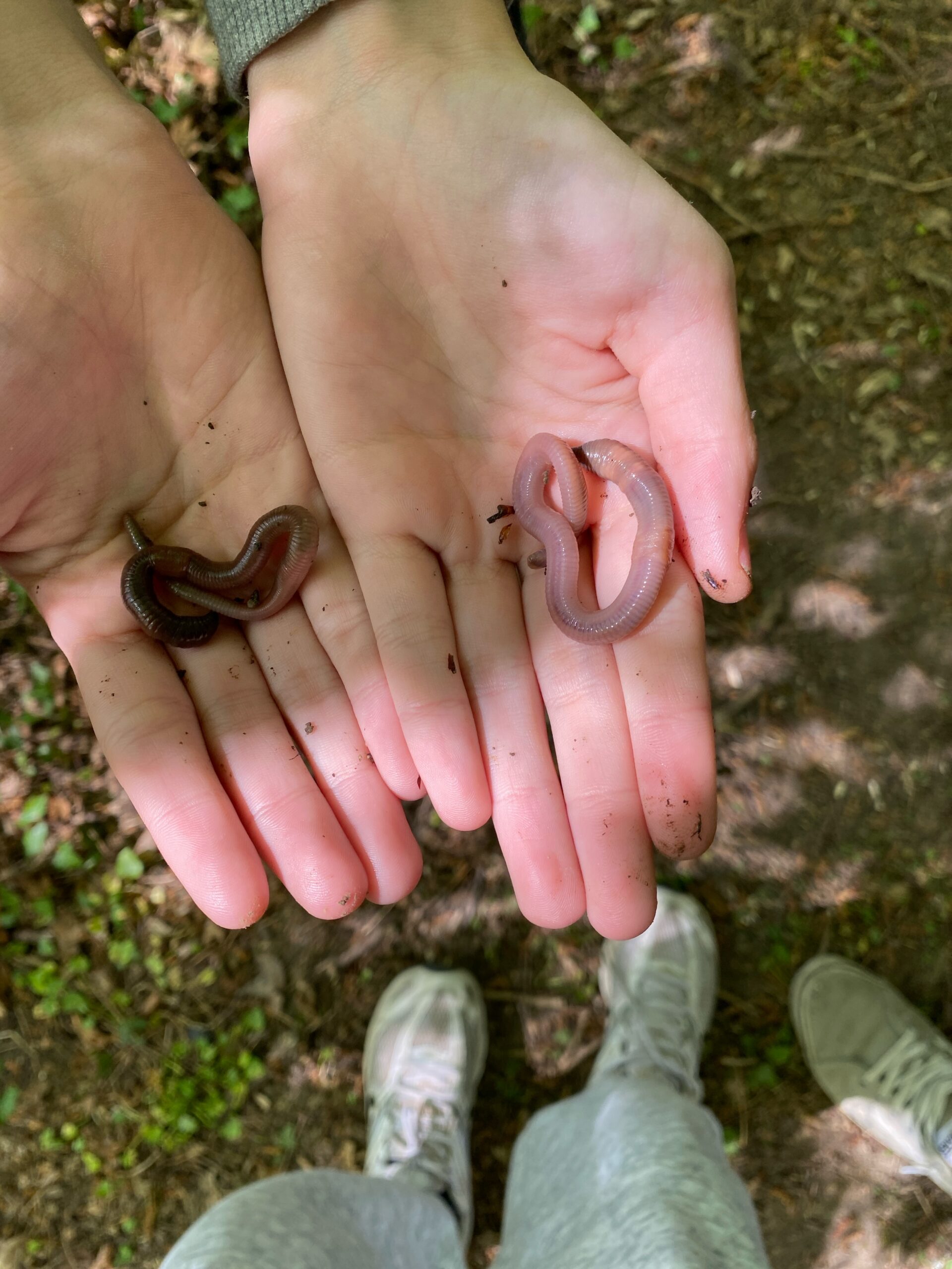 Observation de la nature en science participative
